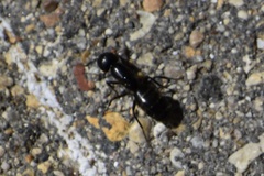 Camponotus