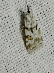 Scoparia ingratella
