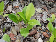 Drypetes diversifolia
