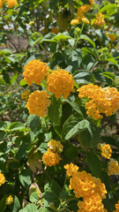 Lantana