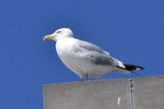 Larus argentatus
