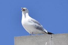Larus argentatus