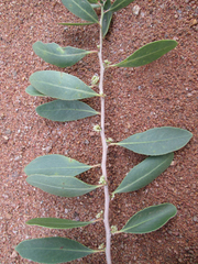 Gymnosporia senegalensis image