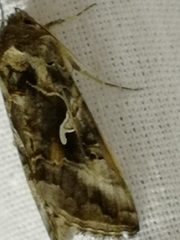 Autographa mandarina
