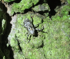 Gasterocercus depressirostris