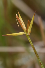 Carex pauciflora