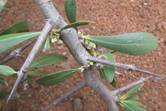 Gymnosporia senegalensis image