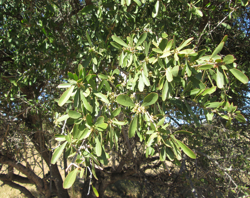 Gymnosporia senegalensis image