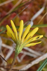 Microseris borealis