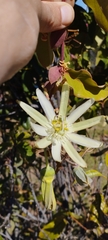 Passiflora galbana
