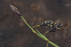 Carex pluriflora