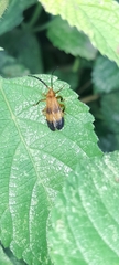 Lycinae