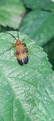 Lycinae