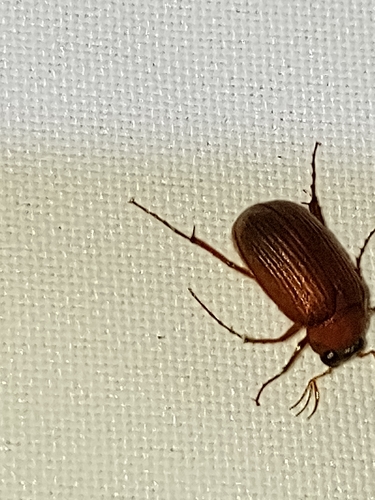 Serica brunnea