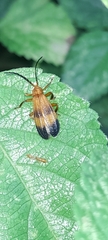 Lycinae