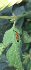 Lycinae