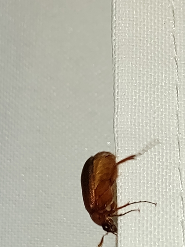 Serica brunnea