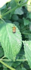Lycinae