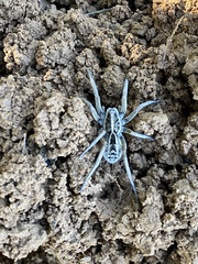 Tasmanicosa kochorum