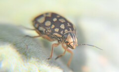 Orsilochides scurrilis