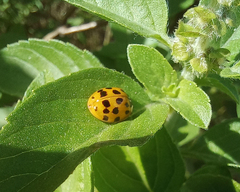Harmonia axyridis