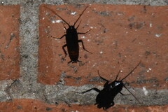 Blatta orientalis