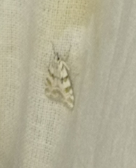 Scoparia ingratella
