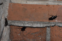 Blatta orientalis