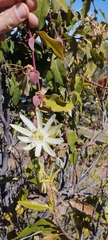 Passiflora galbana