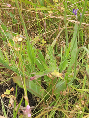 Microseris laciniata