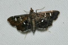 Diathrausta reconditalis