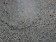 Aequorea victoria