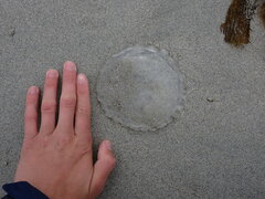 Aequorea victoria