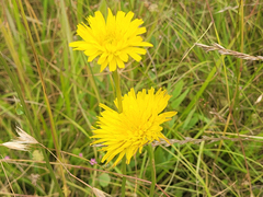 Microseris laciniata