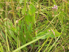Microseris laciniata