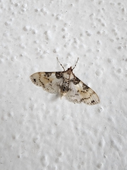 Azochis rufidiscalis