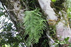 Polypodiodes