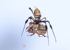 Polyphylla occidentalis