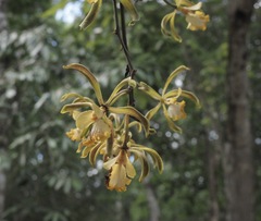 Encyclia alata