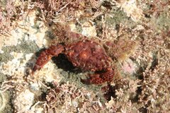 Paraxanthias taylori