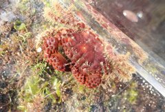 Paraxanthias taylori