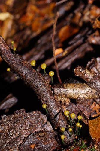 Chlorovibrissea image