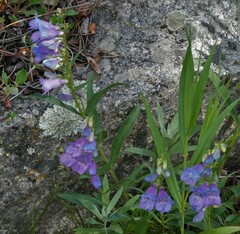 Penstemon glaber