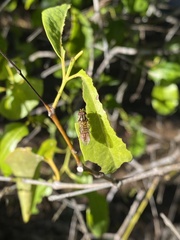 Episyrphus viridaureus