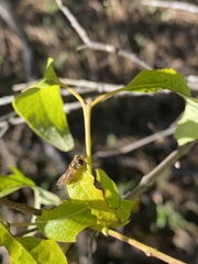 Episyrphus viridaureus