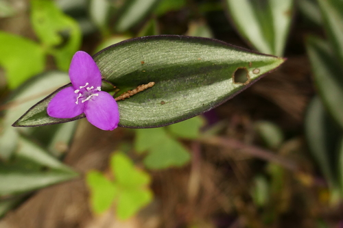 Tradescantia zebrina image