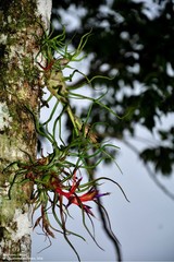 Tillandsia bulbosa