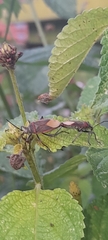 Heteroptera