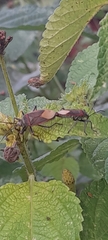 Heteroptera