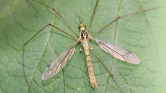 Nephrotoma virescens